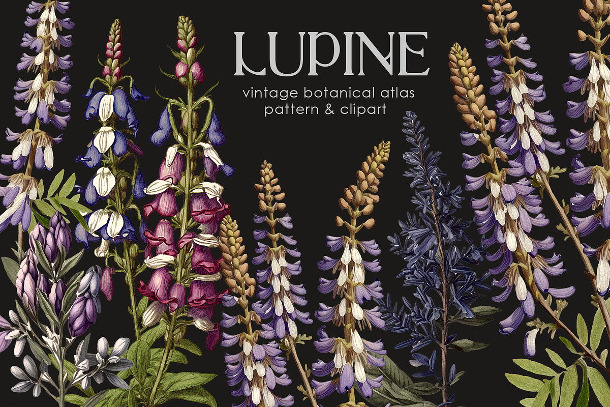 Lupine. Vintage botanical atlas, a Pattern Graphic by Antikva17 (Photo 1 of 12)