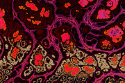 20 burgundy marble textures 64 mp, a Texture Graphic by tkdesign (Thumbnail 21 of 21)