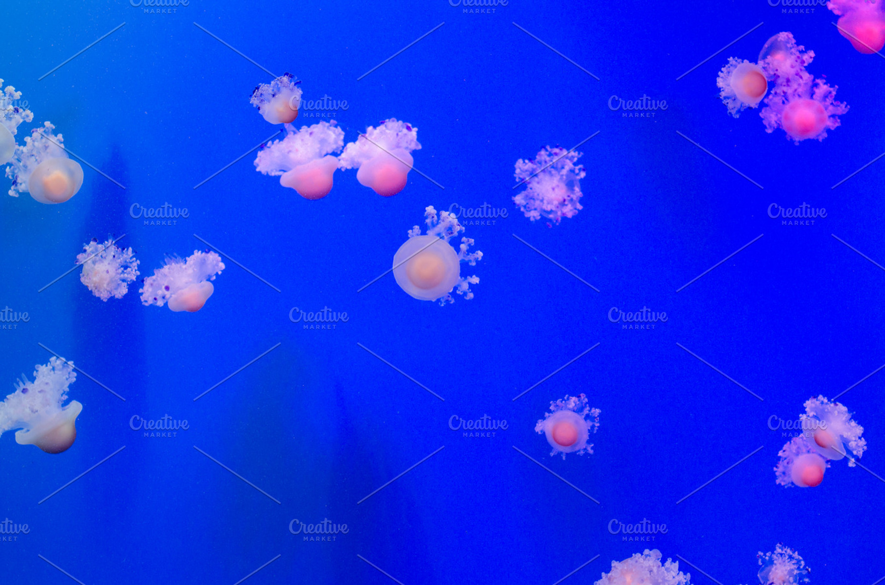 Group of light blue jellyfish stock photo containing animal and aquarium, a Nature Photo by BREATING NATURE