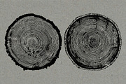 26 Large Tree Ring Textures, a Texture Graphic by Offset (Thumbnail 2 of 16)