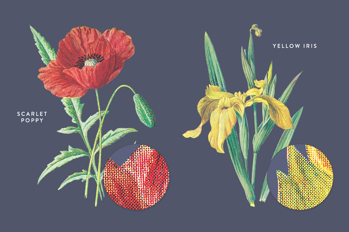 Vintage Flower Illustrations Bundle, an Illustration by Greta Ivy (Photo 42 of 62)