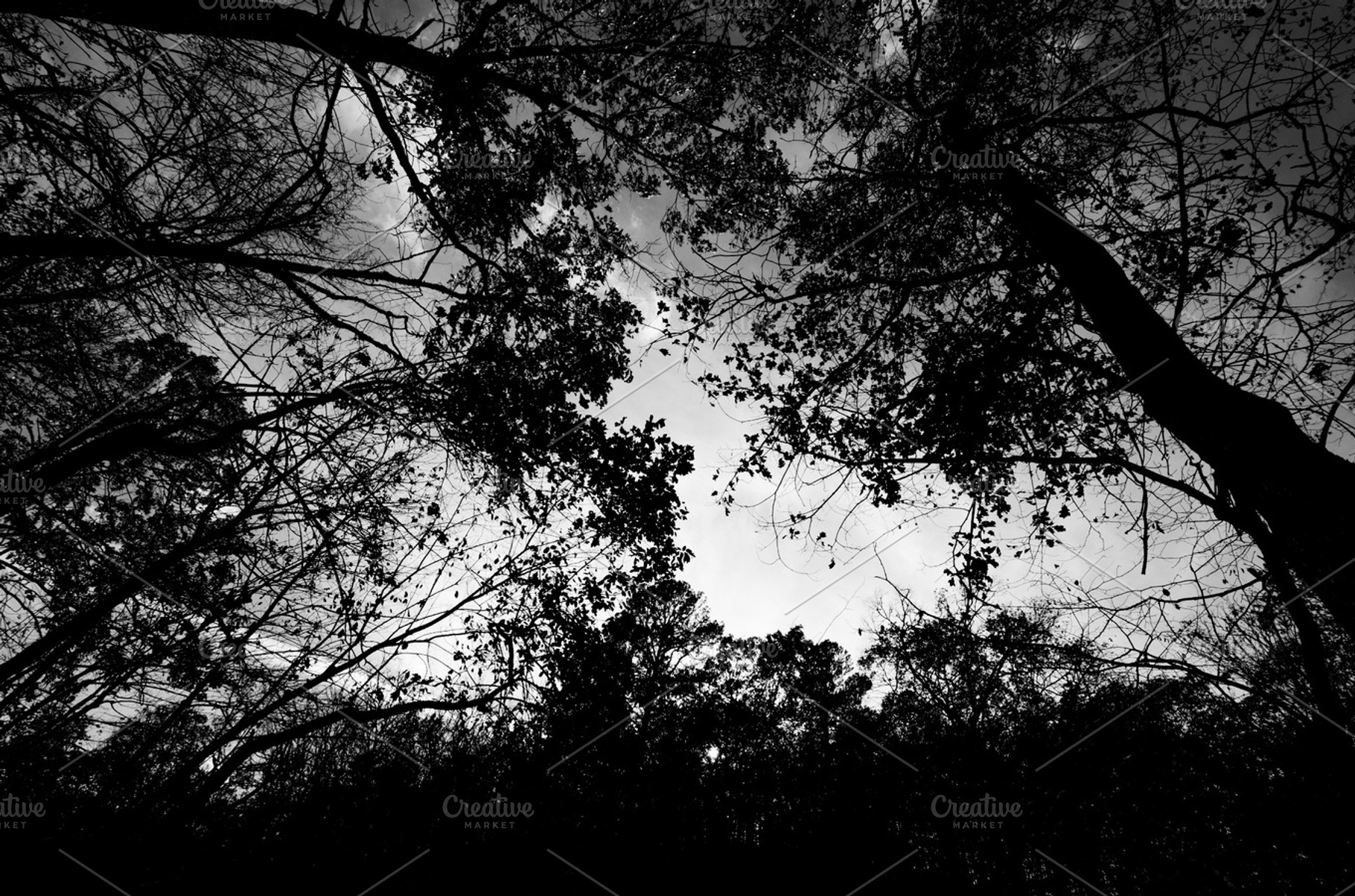 Tree Silhouettes Against the Sky