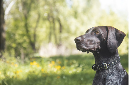 hunting breed dog catches the scent, an Animal Photo by Pakosta