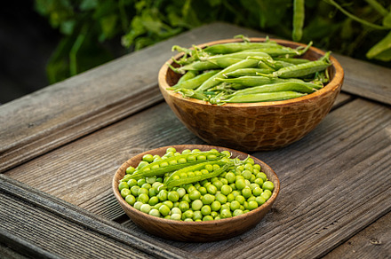 Freshly harvested green peas