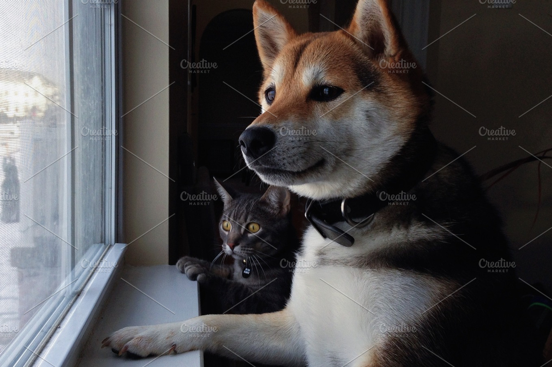 Catdog Ii
