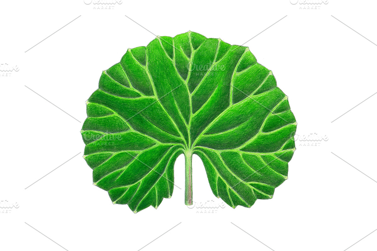 Centella Asiatica plant leaf, a Food Illustration by separisa (Photo 2 of 5)