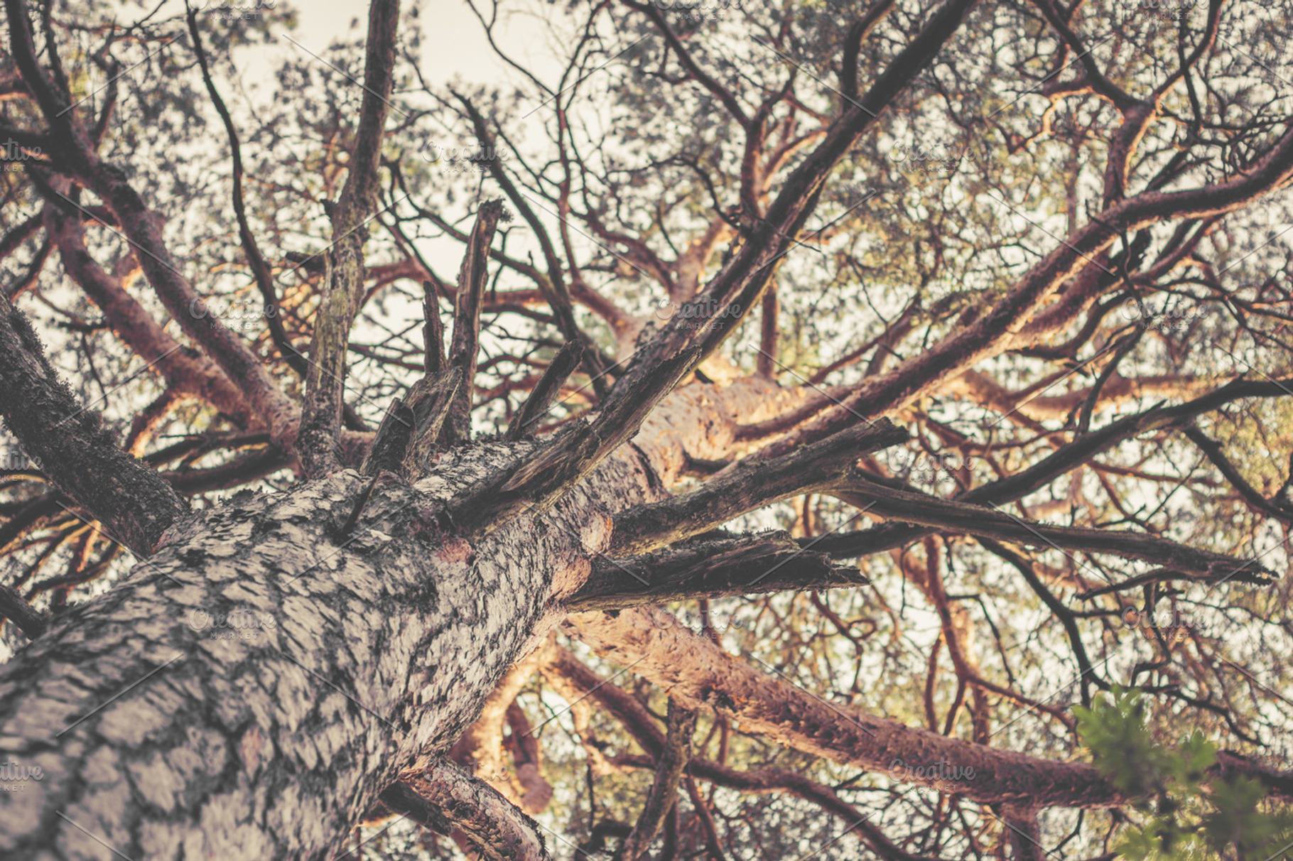 Tree Branches Featuring Tree Branch And Braches
