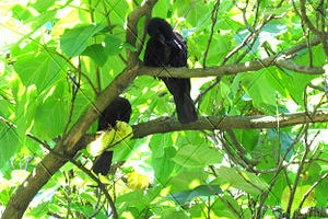 Crows in Lush Green Photograph