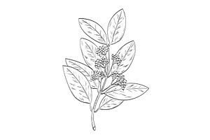 Allspice or Jamaica Pepper Drawing, an Illustration by patrimonio