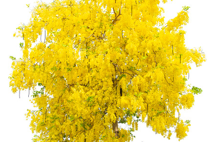 Beautiful Yellow Flowers Tree.