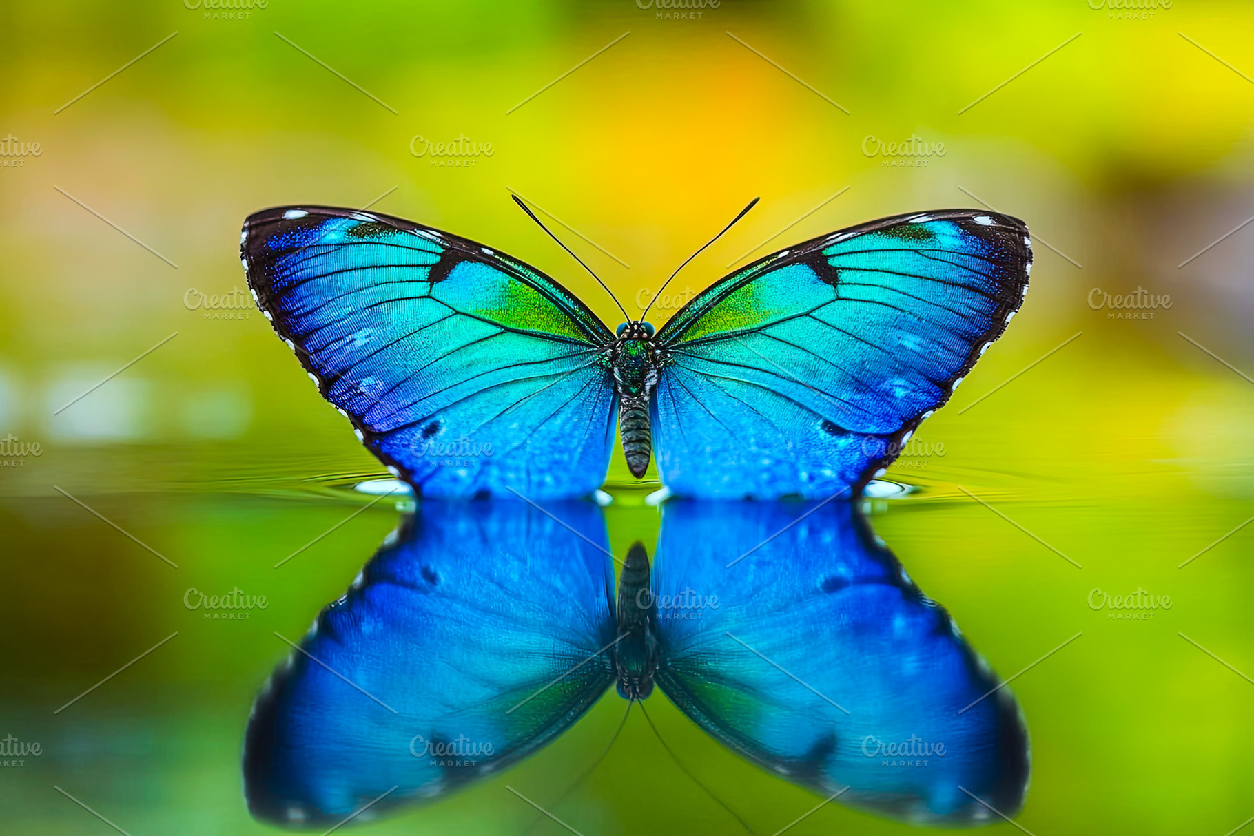 Blue Butterfly with Reflection on Water, an Animal Photo by Ales Munt