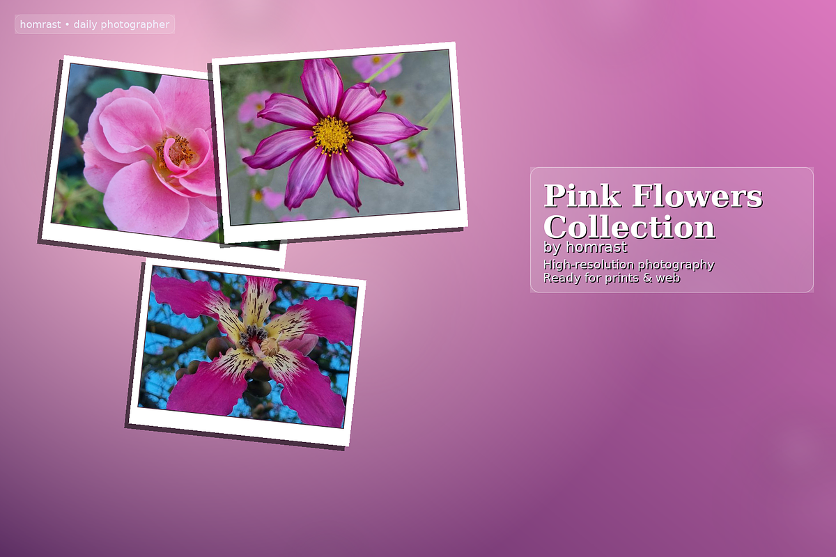 Pink Flower Collection(9 Images), a Photo by Lens of Hom (Photo 1 of 3)