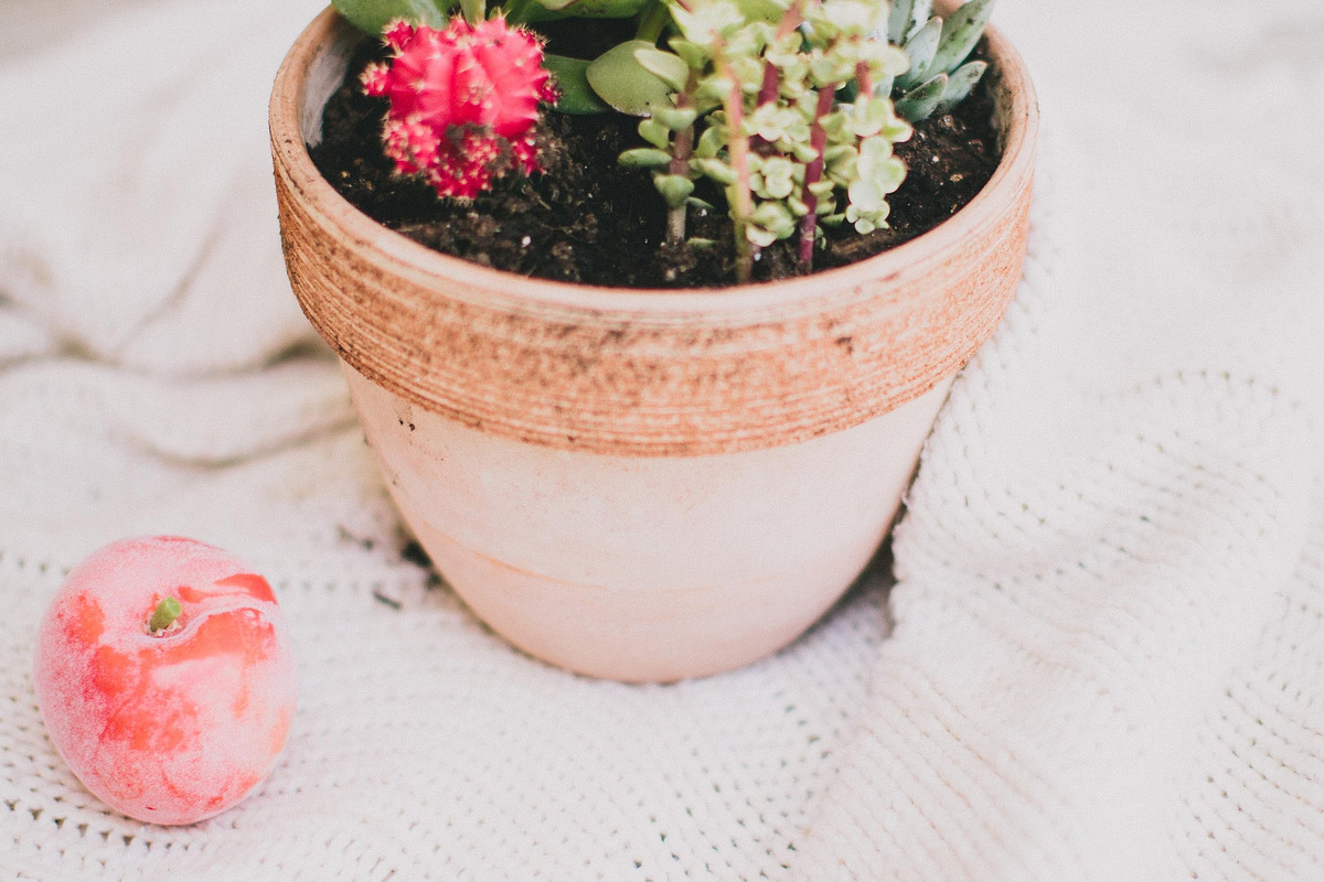 Succulent, a Photo by The Homestead Collective  (Photo 1 of 2)