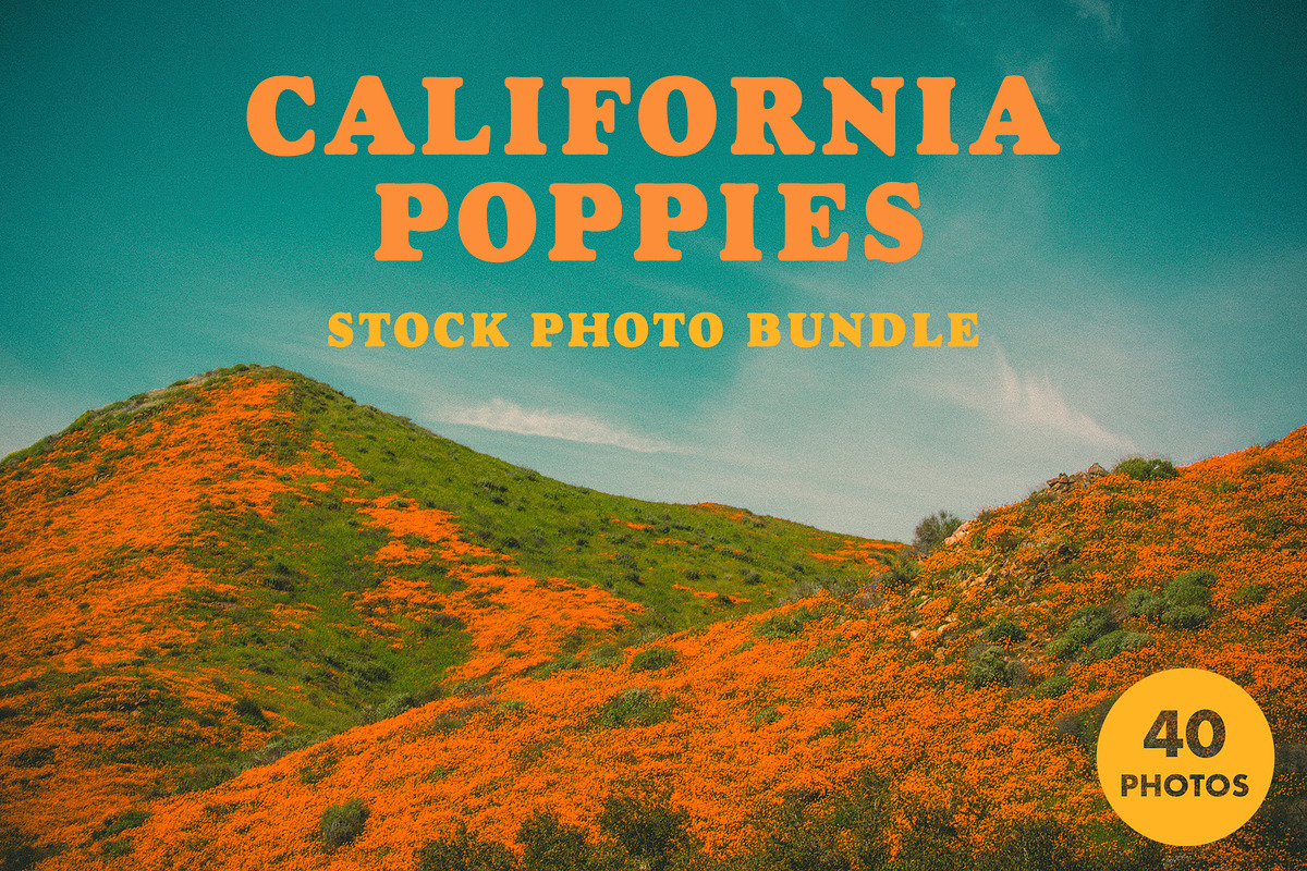 California Poppies Photo Bundle, a Nature Photo by Megs Lang (Photo 1 of 6)