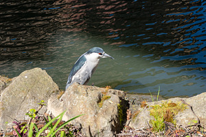 Black-crowned night heron by the pond at Palace of Fine Arts, Sa, an Animal Photo by GoodGoods