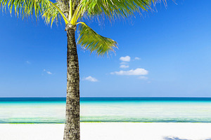 Palm on the beach, a Photo by saiko3p