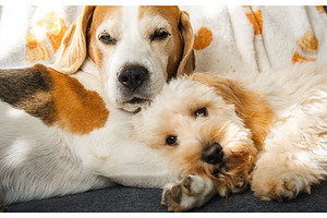 Affectionate Cuddle: Senior Beagle, an Animal Photo by MadPhotos