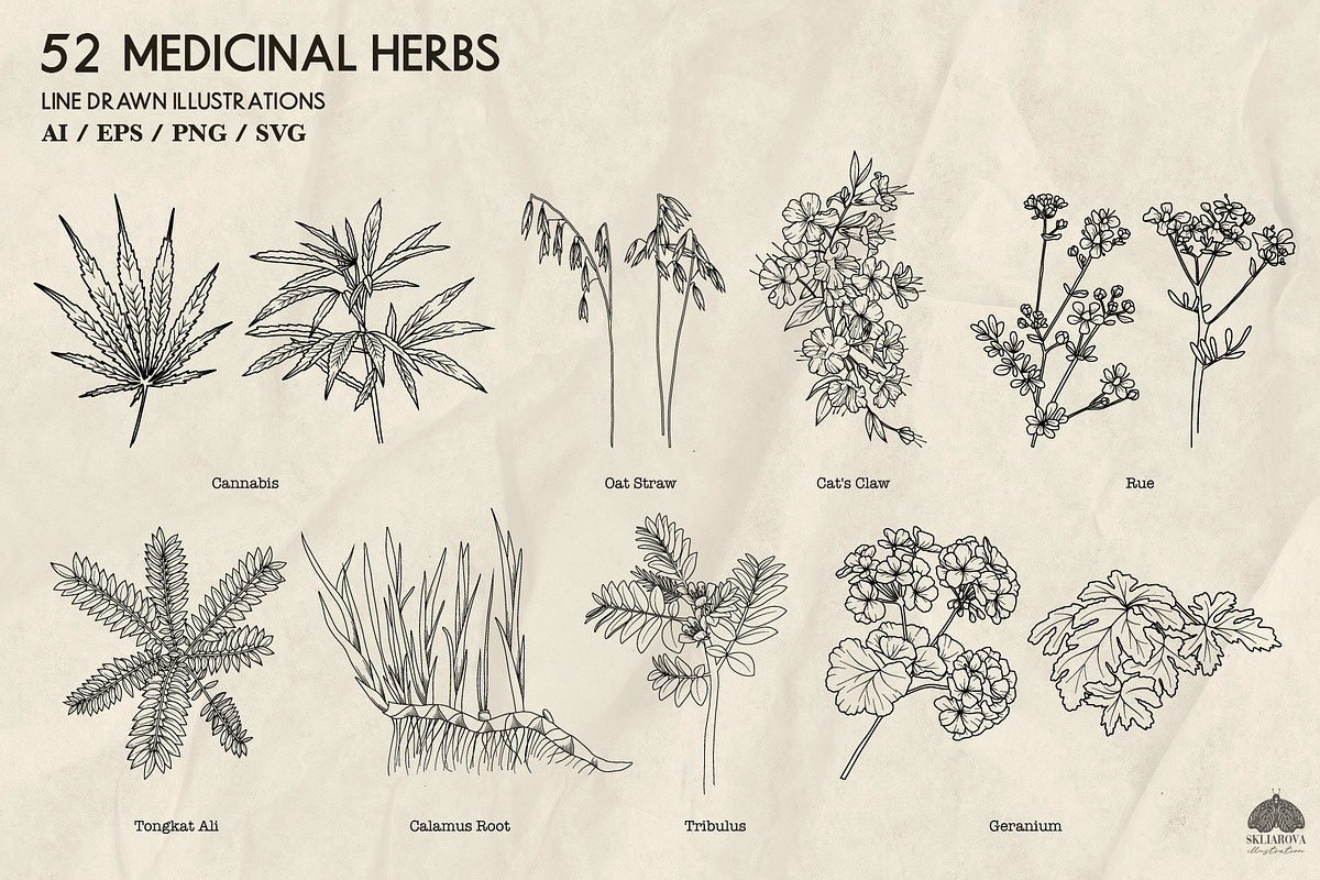 Medicinal Herbs part 2 + Procreate, a Healthcare Illustration by Skliarova (Photo 5 of 6)
