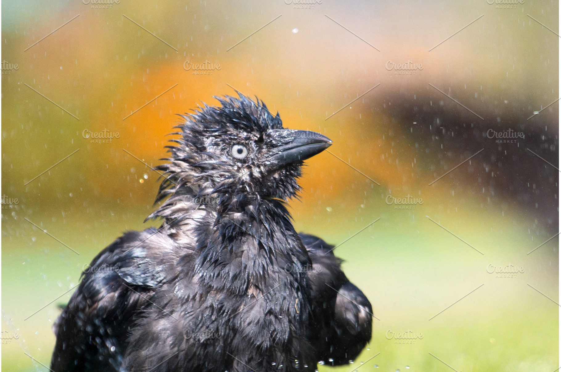 Close-up portrait of a jackdaw, an Animal Photo by Pakosta
