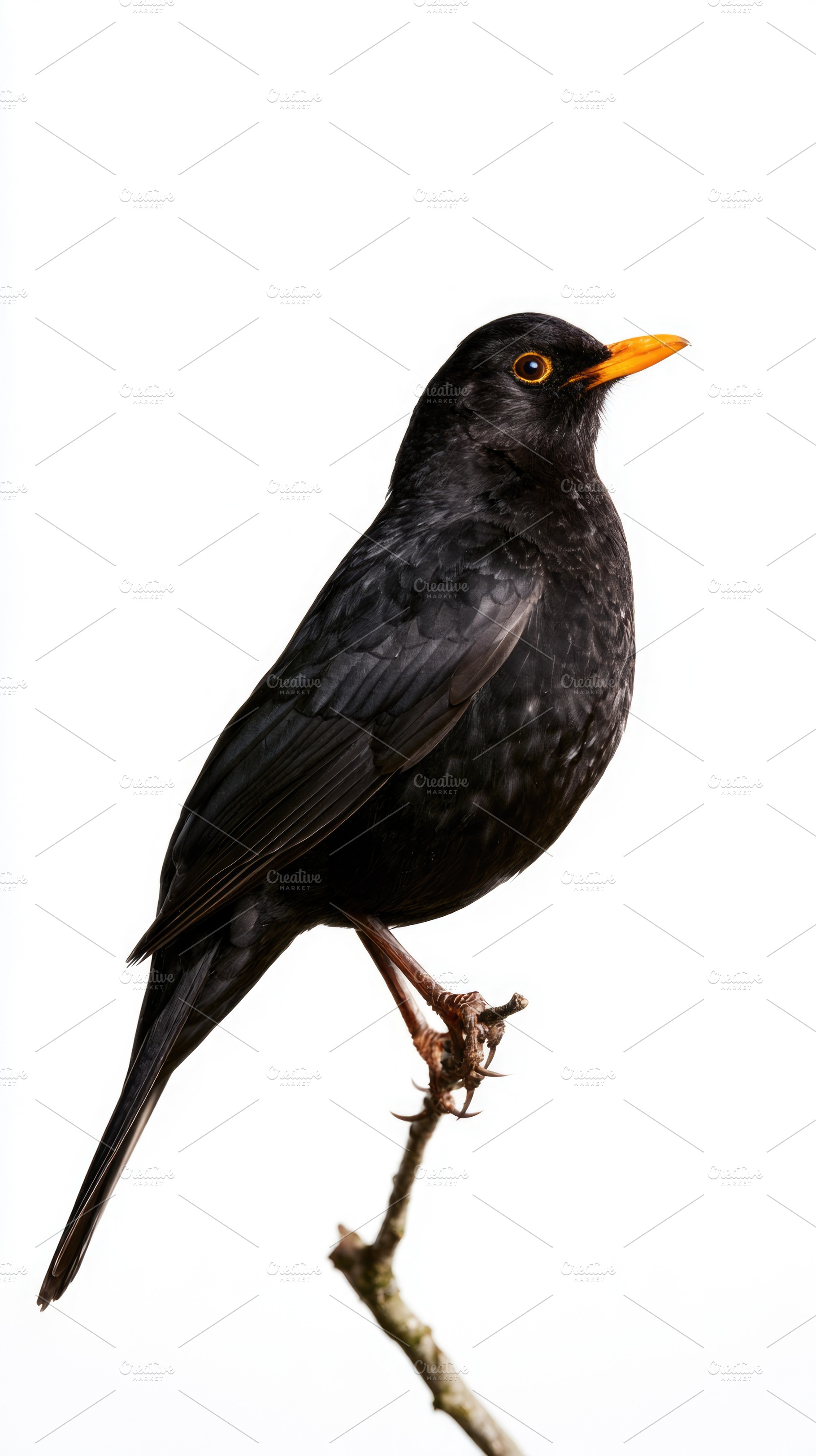 Common blackbird perched on branch isolated on white background, an Animal Photo by José Manuel Gelpi