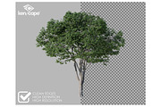 72 Summer Trees Photo Overlays, a Nature Photo by KenScape (Thumbnail 2 of 3)
