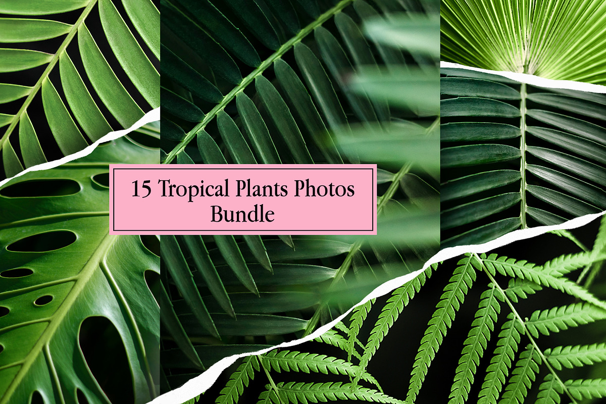 Tropical Plants Photos Bundle, a Nature Photo by eezo (Photo 1 of 6)