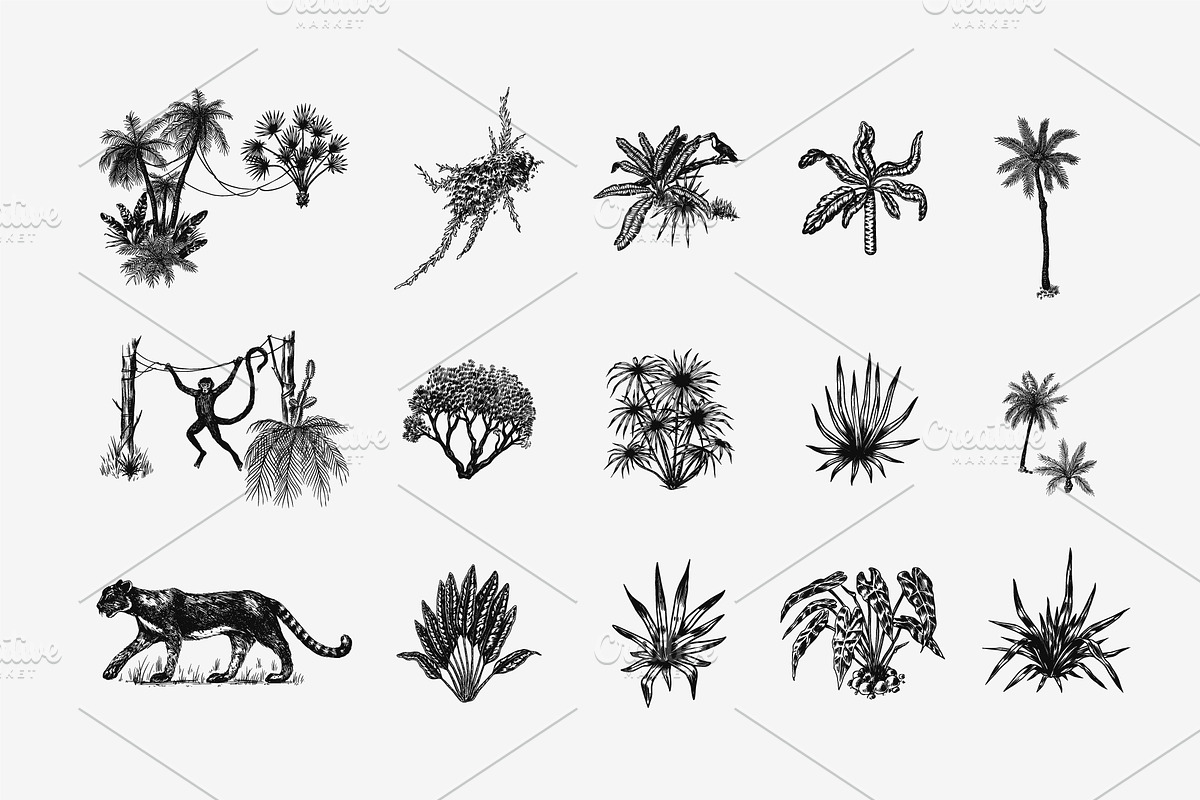 Tropical trees and plants. Jungle, a Decorative Illustration by Arthur Balitskiy (Photo 3 of 4)