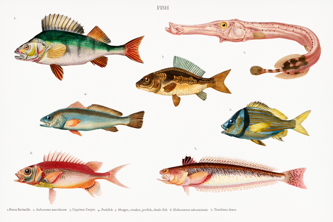 Different types of fishes (PSD), a Photo by rawpixel | Creative Market