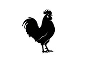 Rooster Chicken Silhouette Vector Bu, an Illustration by Designs_River (Thumbnail 51 of 51)