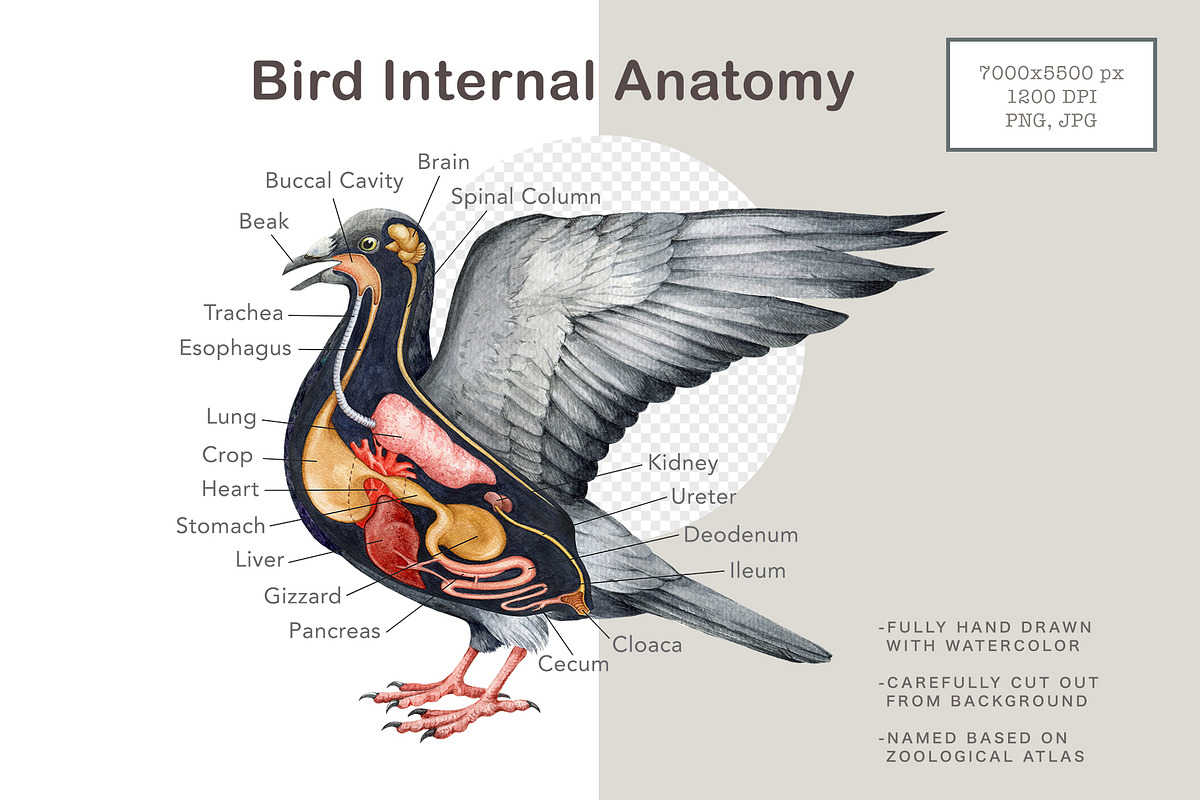 Animal Anatomy Study Pack, an Education Illustration by AnitaPol (Photo 15 of 20)