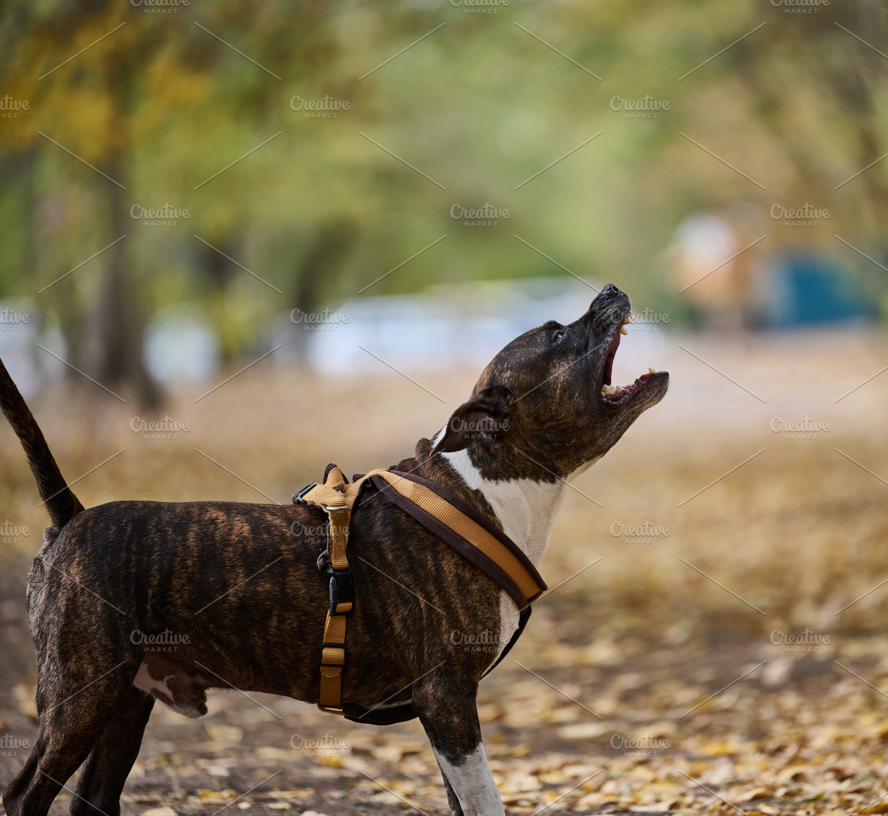 A Staffordshire Terrier wearing a harness barks in an autumn par, an Animal Photo by ndanko