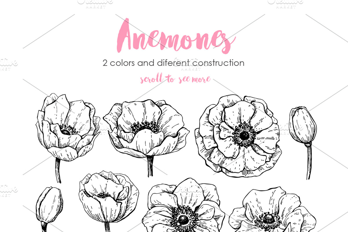Anemone. Hand Drawn Flower Set, a Graphic by Epine (Photo 2 of 7)