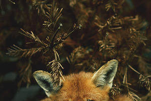Minimalist Resting Red Fox Portrait, an Animal Photo by René Jordaan Photography