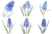Watercolor Muscari Clip Art, an Illustration by SinaCreation (Thumbnail 4 of 5)