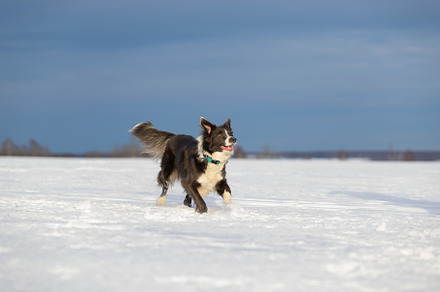 Dog border collie on a walk in winte featuring outdoor, animal, and dog, an Animal Photo by oleghz