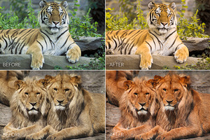 Felines Lr Presets