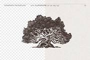 High Detail Tree Sketches Collection, an Object Graphic by TheMountBirdStudio (Thumbnail 2 of 7)