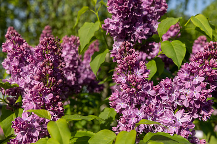 spring park with blooming red lilac flowers in the spring season close up, deta, a Photo by MyPhotos
