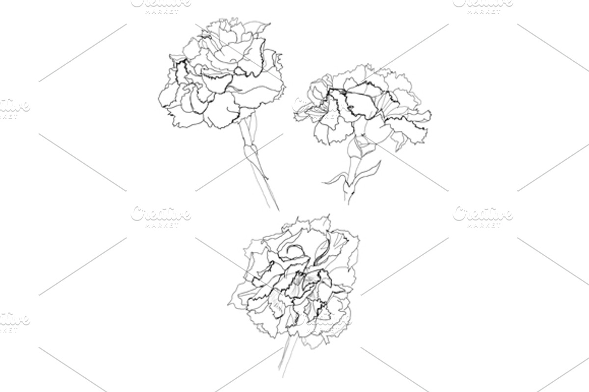 carnation flower pencil drawing