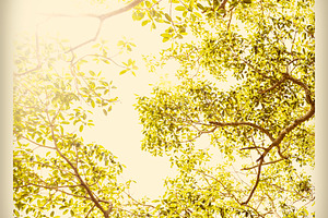 Spring, a Nature Photo by THP Creative