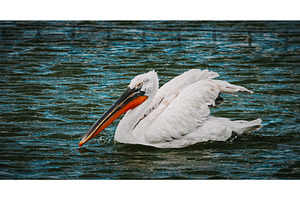 White Pelican Flapping Wings on Calm, an Animal Photo by Our Amazing World