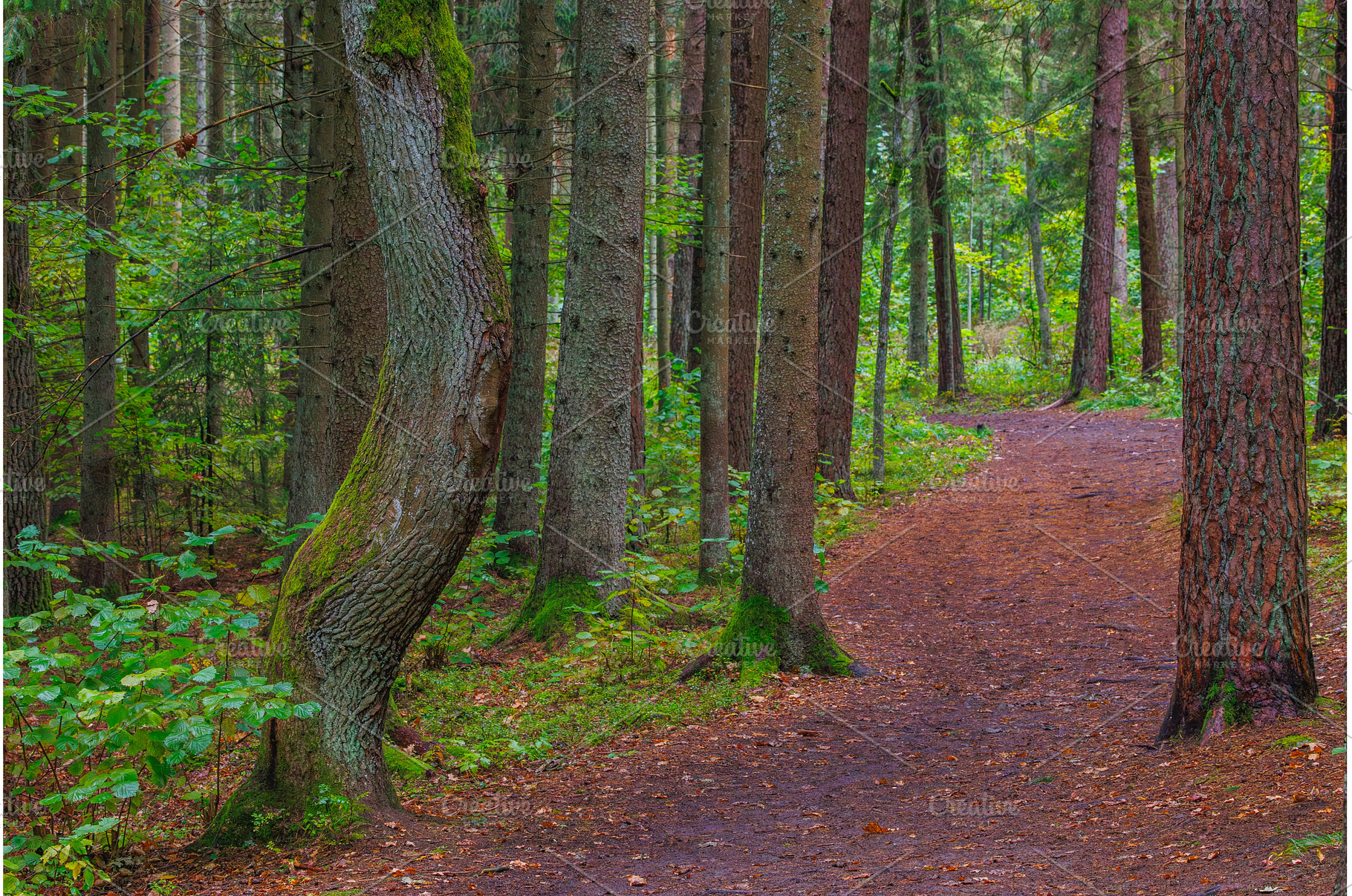 Forest path with mossy trees and, a Nature Photo by Lukas Jonaitis SHOP