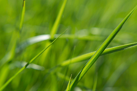 Palmleaf preview 6