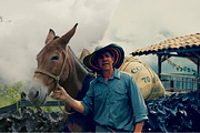 Dramatic cinema luts | Cinematic lut, a Preset Add-On by Presets store (Thumbnail 2 of 8)