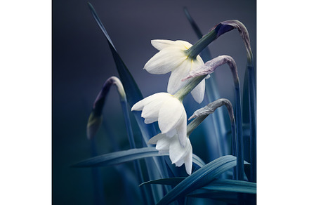 abstract spring background, a Nature Photo by BazziBa♥