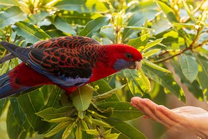 Crimson Rosella Wild, an Animal Photo by THP Creative