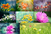 Flower collection 100 photos, a Nature Photo by Vladimir Kazimirov (Thumbnail 8 of 14)