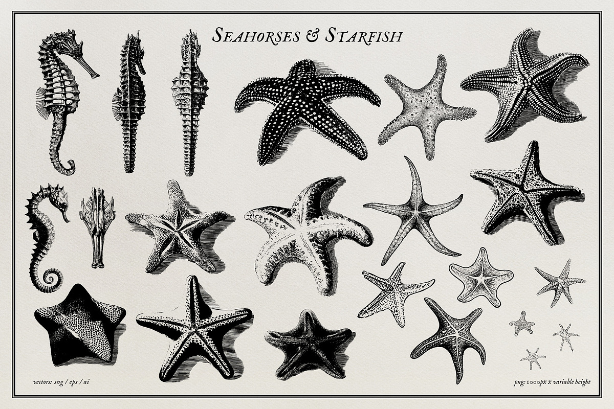Aquatic Natural History Collection, an Object Graphic by Blixa 6 Studios (Photo 19 of 24)