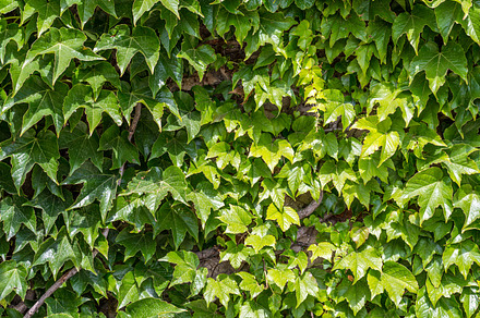 Green leaves wall stock photo containing background and bush, a Nature Photo by Grafvision photography