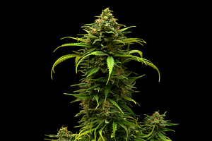Marijuana plant auto flowering criti